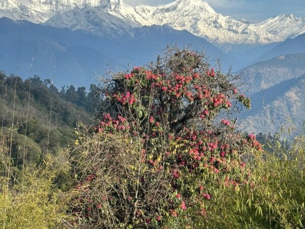 Ghorepani poon hill trek